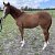 Our Yearling Filly by Cityscape out of Bird to Love